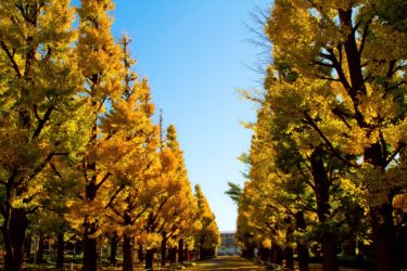 大学職員採用の学校別対策：桜美林大学